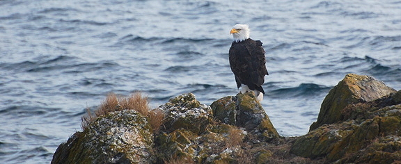 Bald eagle on a breezy day. Photo by Alex Shapiro.